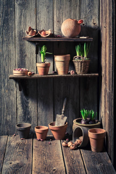 istock An old shed with old clay pots and gardening tools 653329904