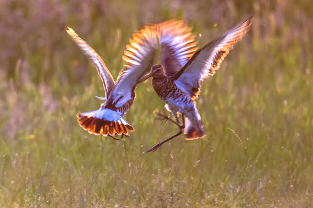 Two male Black-tailed Godwit wader birds fighting over territory conflict in early morning light. This species is  breeding extensively in the Dutch coastal areas.