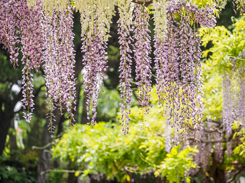 Spring flowers series, wisteria trellis in garden