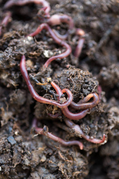 istock Closeup of Earthworms on Compost 653337498