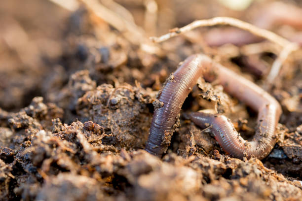 Macro shot of an earthworm making its way into the ground