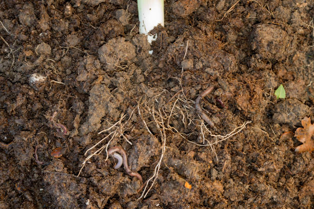 istock Lone Earthworm on a Pile of Dirt 653337600