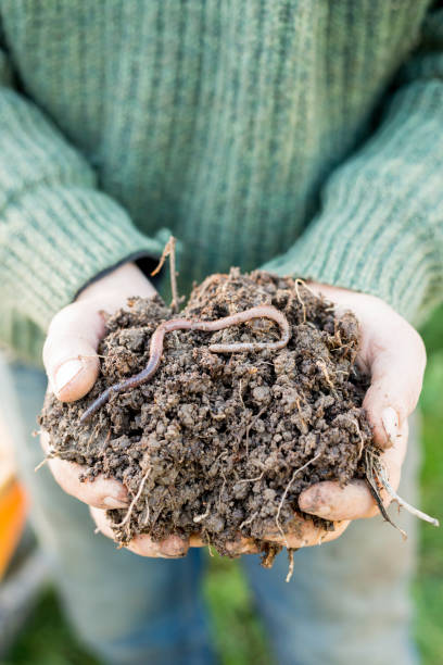 istock Hands Holding a Mound of Soil with Earthworm on Top 653337610