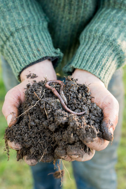 istock Hands with Pile of Compost with Earthworm on Top 653337612