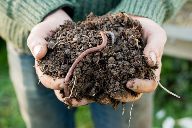 ver de terre sur le monticule de saleté sur les mains - humus soil photos et images de collection