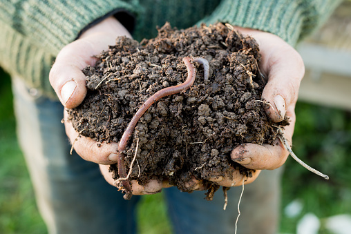 Earthworm on a mound of dirt on hands
