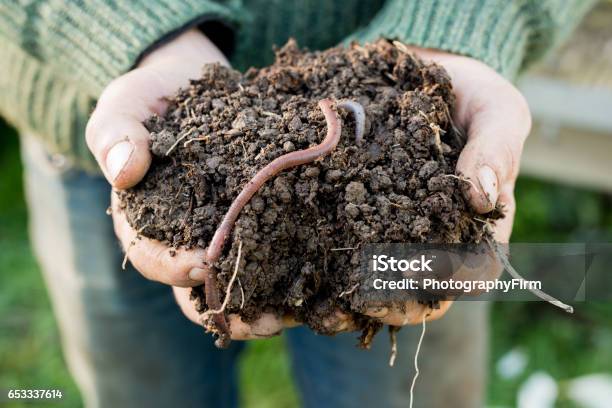 Earthworm On Mound Of Dirt On Hands Stock Photo - Download Image Now - Earthworm, Dirt, Worm