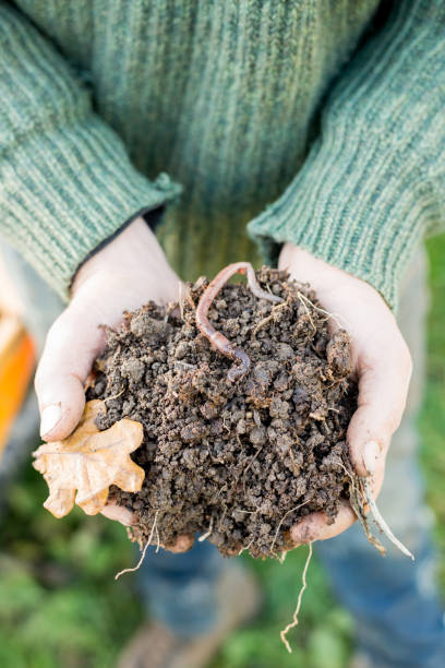 istock Hands Holding a Heap of Dirt with Earthworm on Top 653337632