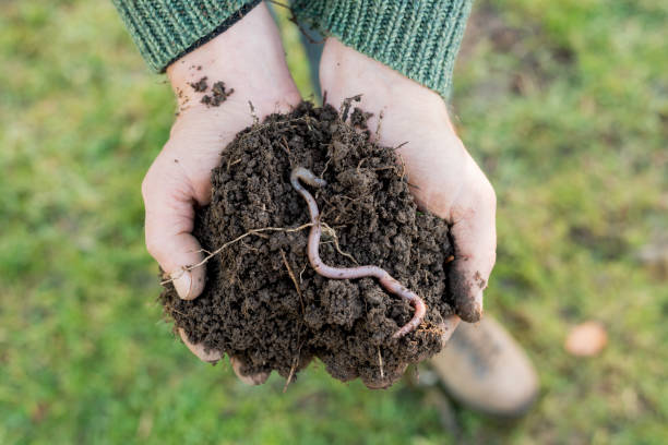 istock Earthworm on Heap of Soil on Hands 653337634