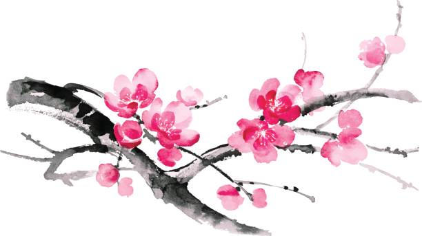 Ink illustration of sakura. Sumi-e style. Ink illustration of blooming branches of cherry. Sumi-e, u-sin, gohua painting style. Silhouette made up of brush strokes isolated on white background. branch plant part illustrations stock illustrations