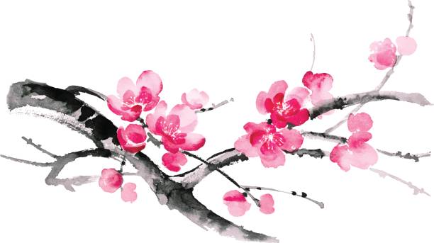 Ink illustration of sakura. Sumi-e style. Ink illustration of blooming branches of cherry. Sumi-e, u-sin, gohua painting style. Silhouette made up of brush strokes isolated on white background. branch plant part stock illustrations