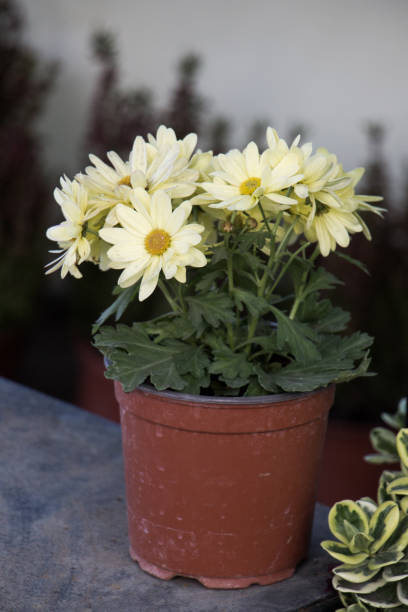 istock Flower pot with beautiful flowers in it 653339768