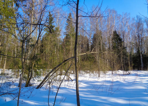 istock Winter mixed forest with Spruce, Birch and Pine trees 653340304