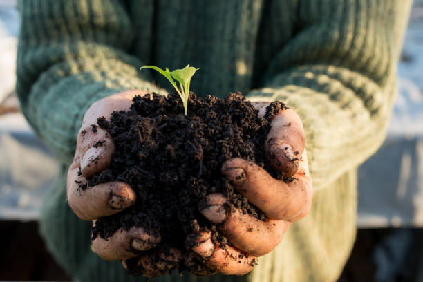 istock Seedling in Mound of Soil on Cupped Hands 653340462
