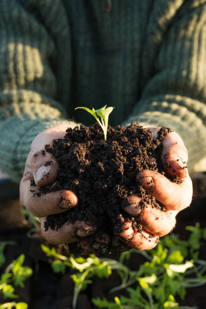 istock Seedling Planted in a Heap of Dirt in Cupped Hands 653340500