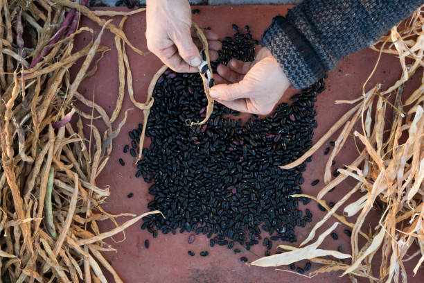 istock Hands Prying a Black Bean Pod with Beans and Pods 653340540