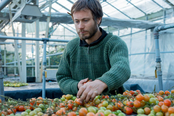 istock Man in Sweater Sorting Tomatoes in Plantation 653340644
