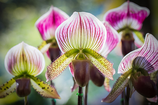 Close up Paphiopedilum of Orchid, or Lady slipper orchid