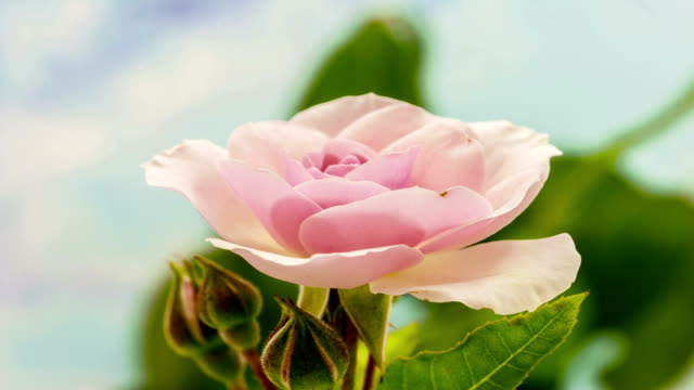 Pink rose flower growing timelapse