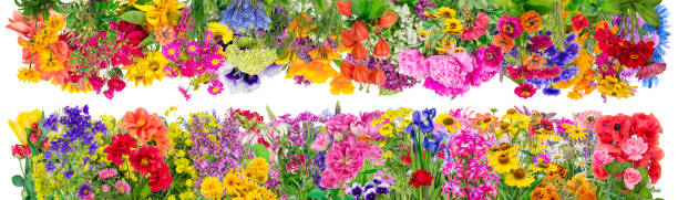 fantastico set collage di grandi bordi estivi floreali. isolato. tutte le immagini full size che puoi trovare nel mio portfolio - poppy pink close up cut flowers foto e immagini stock