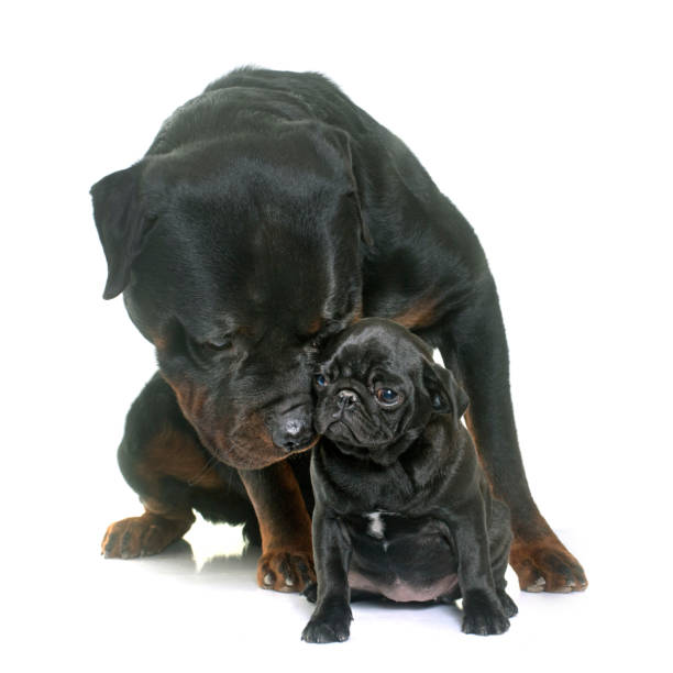 istock puppy black pug and rottweiler 653352326