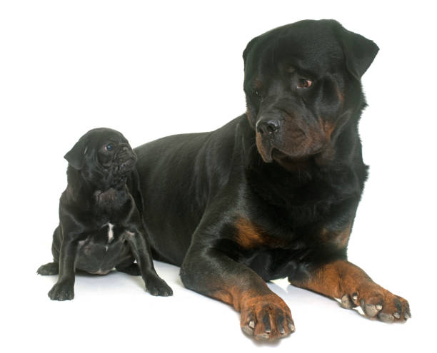 istock puppy black pug and rottweiler 653352404