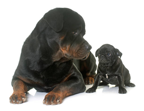 istock puppy black pug and rottweiler 653352918