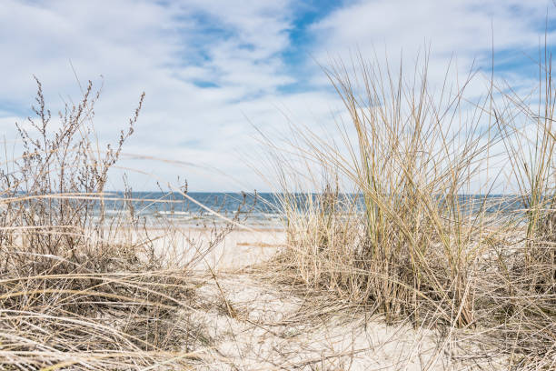 istock Dune with dry beach grass close-up. 653355034