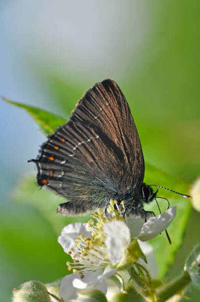 istock Hairstreak butterfly 653355682