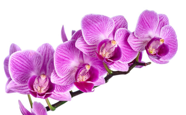 istock Pink streaked orchid flower 653356624