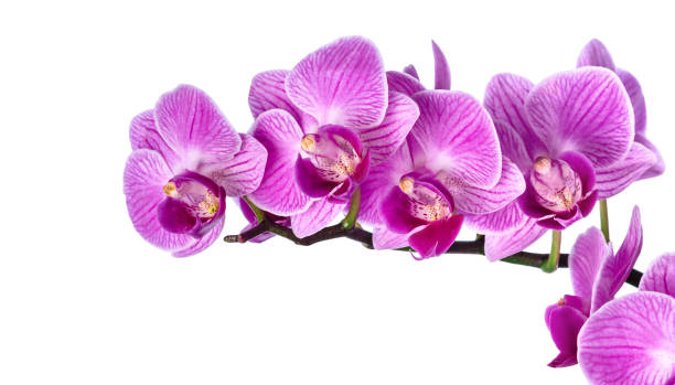 istock Pink streaked orchid flower 653356644
