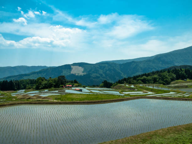 istock Scenery of Rice Field 653356888