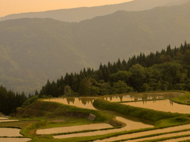 istock Scenery of Rice Field 653356956