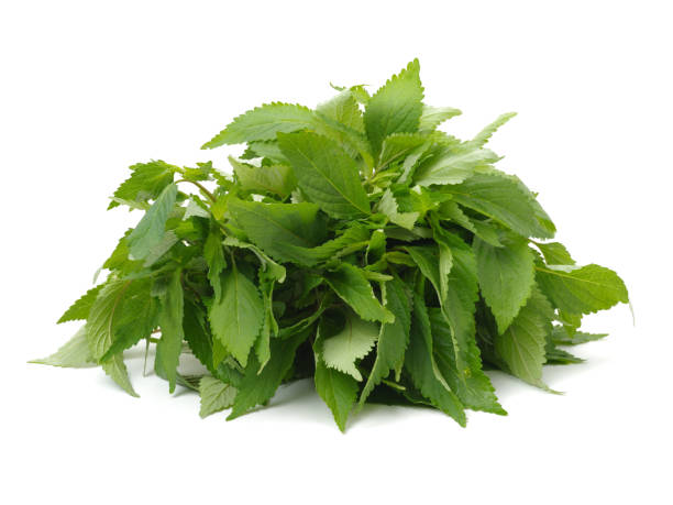 istock Fresh raw mint leaves isolated on white background 653358176