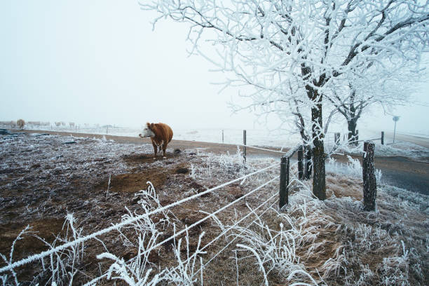 istock Cow in the winter pasture 653365324