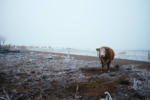 istock Cow in the winter pasture 653368082