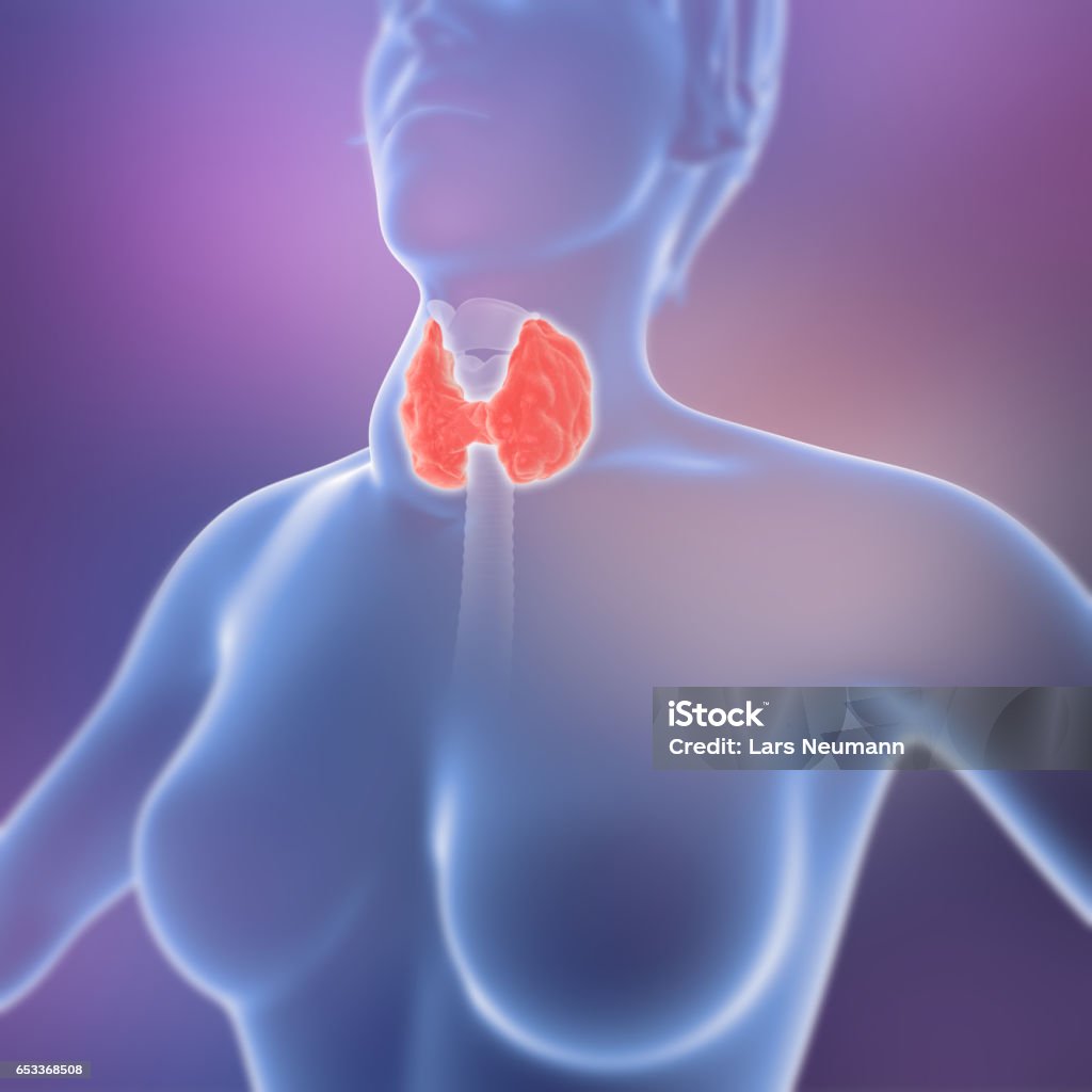 3D Render of thyroid glands and goiter in the human female body Thyroid Gland Stock Photo