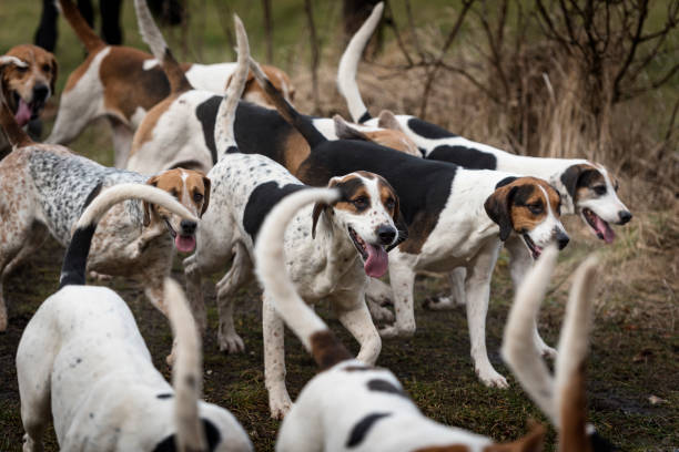 istock Pack of Foxhounds On The Prowl. 653372480