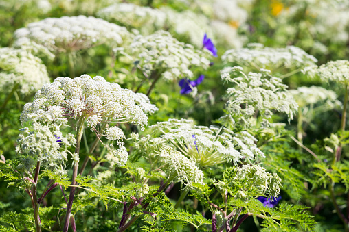 Selinum wallichianum (Wallich milk parsley, white flowers) and geranium orion (Cranesbill Geranium, blue flowers)