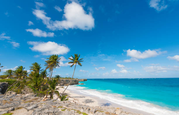 Bottom Bay Beach and Palm Trees in Barbados, Caribbean stock photo