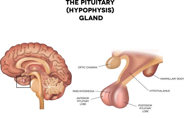 Pituitary gland, hypophysis Pituitary gland, hypophysis, detailed anatomy of human brain. thalamus illustrations stock illustrations