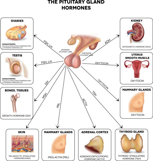 ilustrações de stock, clip art, desenhos animados e ícones de pituitary gland hormones and influenced organs - hypothalamus