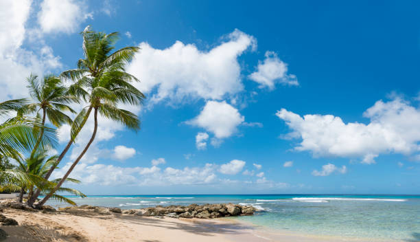 istock Barbados Beach With Palm Trees, Barbados West Coast, Caribbean. 653375488