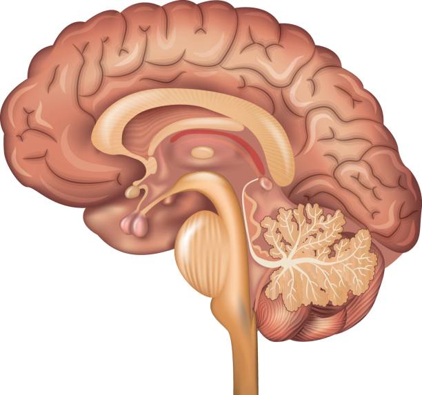 Human brain Human brain, detailed illustration. Beautiful colorful design, isolated on a white background. cerebellum stock illustrations