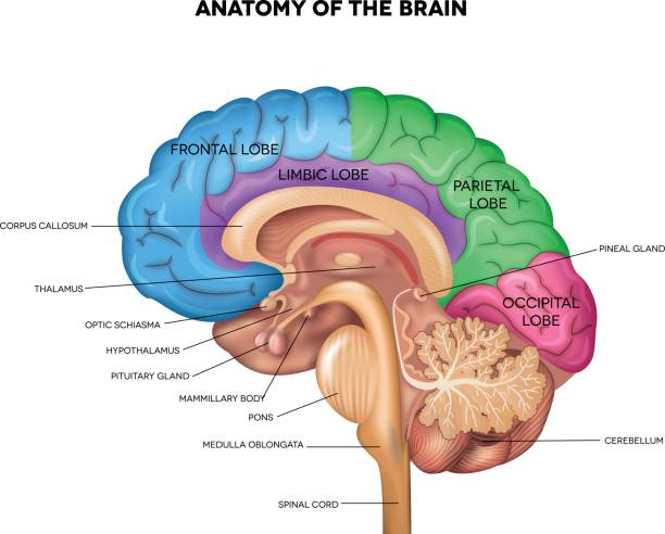 illustrazioni stock, clip art, cartoni animati e icone di tendenza di anatomia del cervello umano - biomedical illustration