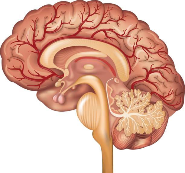 뇌의 뇌혈관과 혈관 - hypothalamus stock illustrations