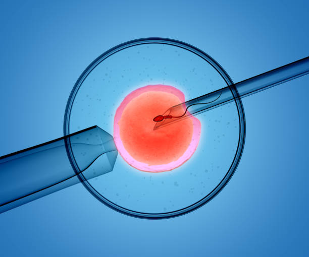 rendering 3d del processo icsi (iniezione intracitoplasmatica di spermatozoi) - in cui un singolo sperma viene iniettato direttamente in un uovo - embryology foto e immagini stock