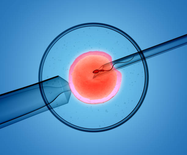 3d rendering of the icsi(intracytoplasmic sperm injection) process - in which a single sperm is injected directly into an egg - human fertility imagens e fotografias de stock