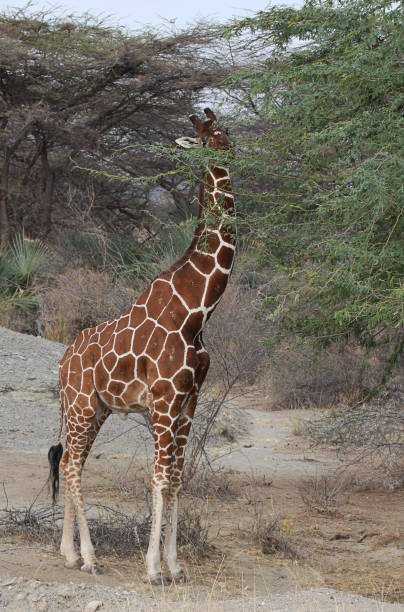 istock Reticulated giraffe eating leaves 653391002