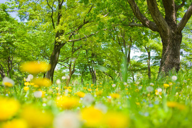 Dandelion blooming in the forest